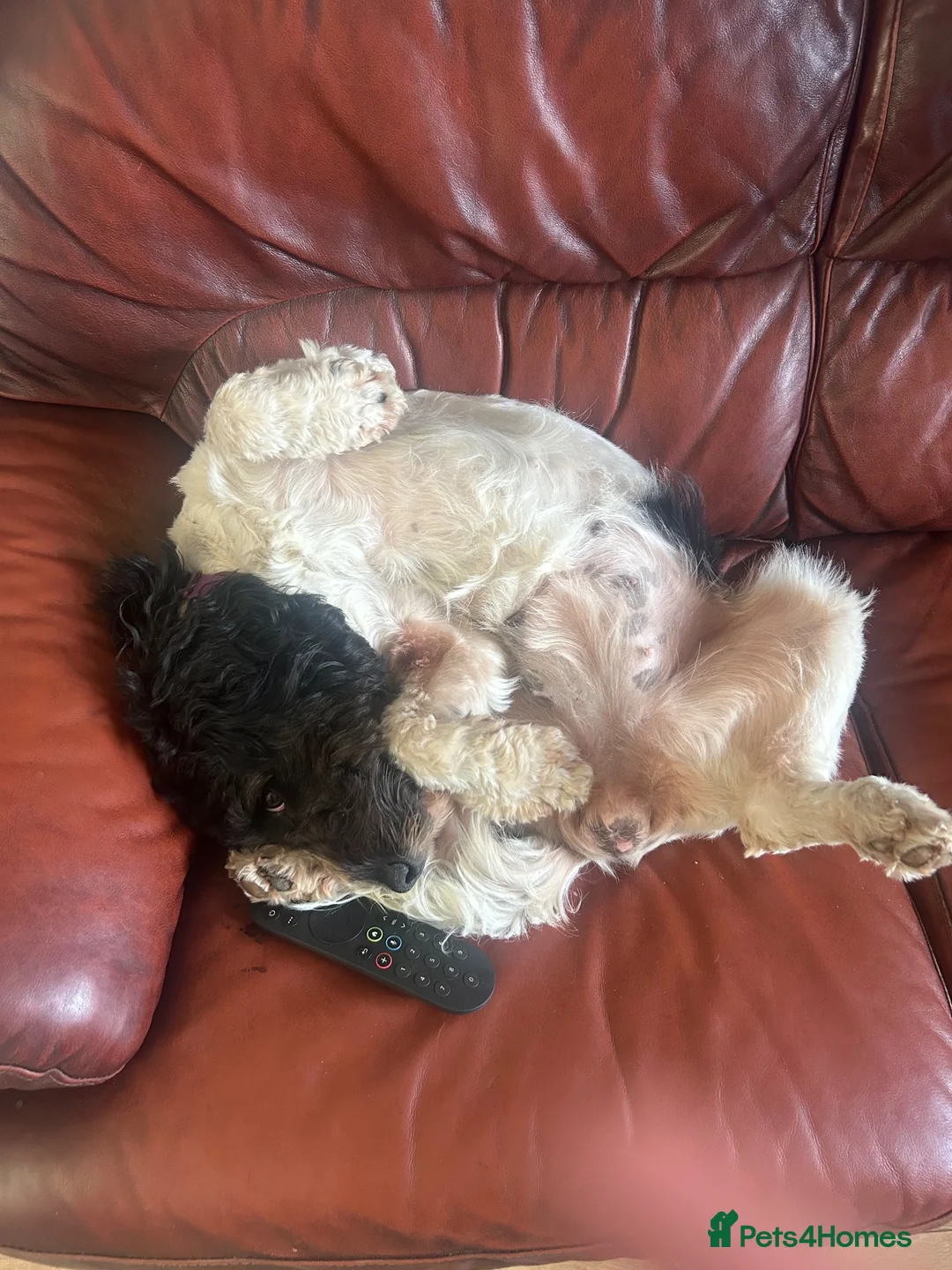 Mixed Breed dogs for sale: beautiful female cockapoo x springer spaniel in Stafford - Advert 2
