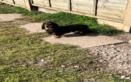 Miniature Dachshund dogs for sale: Rehoming Rocky  - Image 2