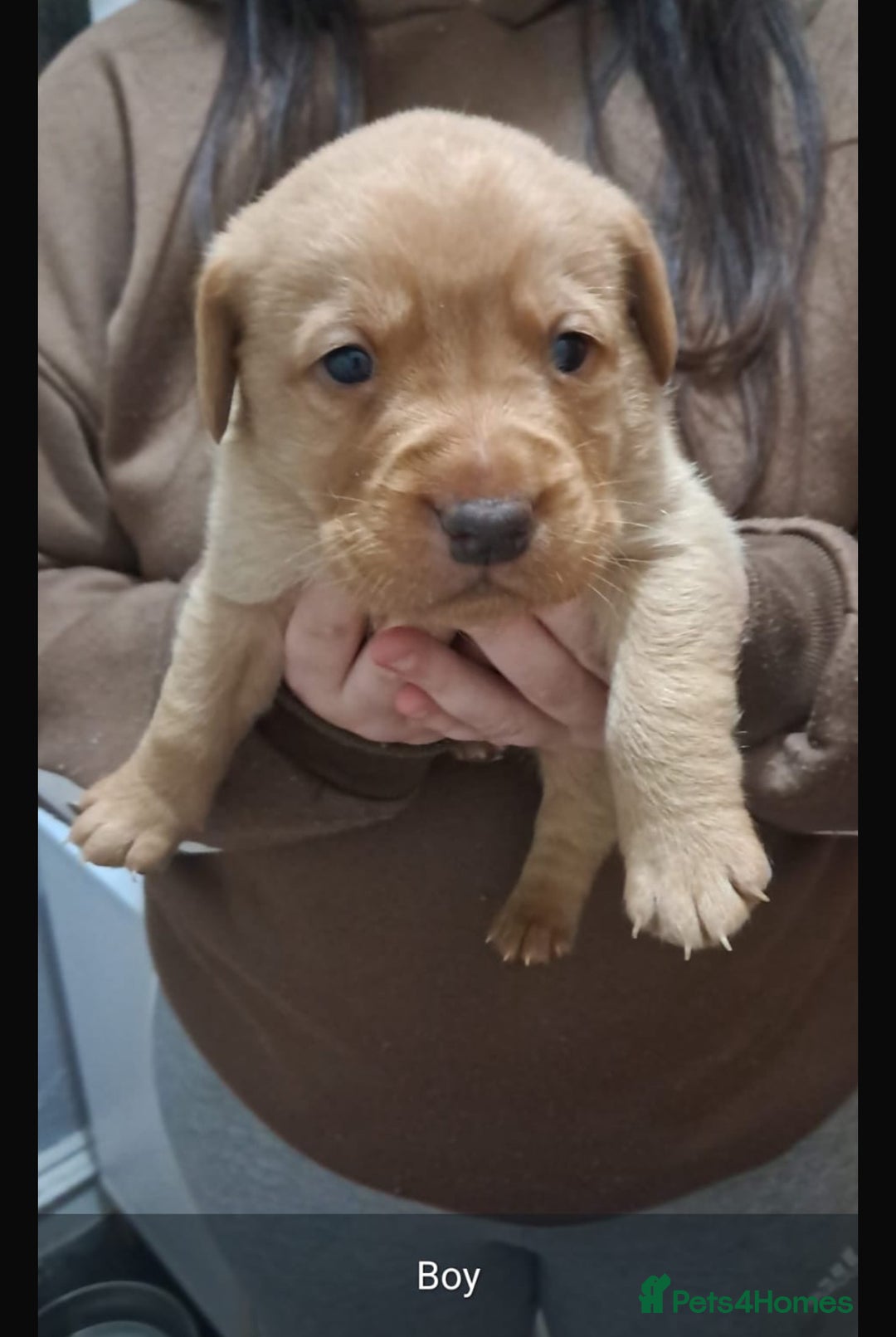 Labrador Retriever dogs for sale: Litter of 8 Labrador puppies  - Advert 8