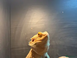 Bearded Dragon reptiles Lorraine the Bearded Dragon! - Advert 4