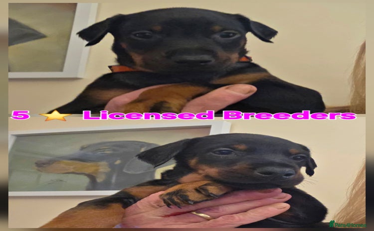 Dobermann dogs - Advert 1