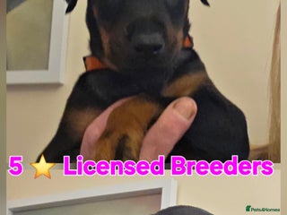 Dobermann dogs - Advert 5