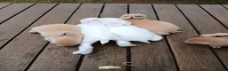 Lionhead rabbits for sale: Beautiful babies  - Advert 7