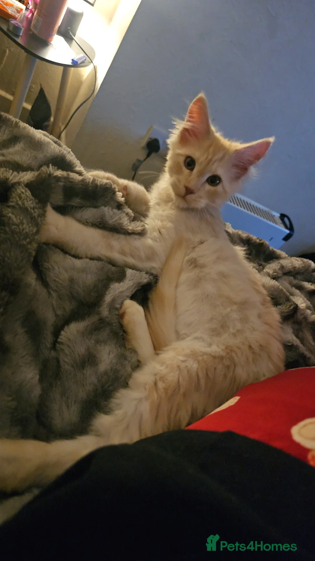 Maine Coon cats for sale: Male Maincoone kitten  - Advert 1