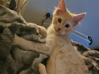 Maine Coon cats Male Maincoone kitten - Advert 1