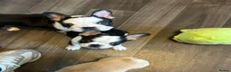 French Bulldog dogs for sale: French bulldogs puppies  - Advert 8