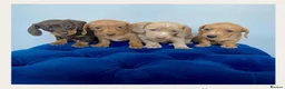 Miniature Dachshund dogs for sale: KC LITTER FROM HEALTH TESTED PARENTS - Advert 1