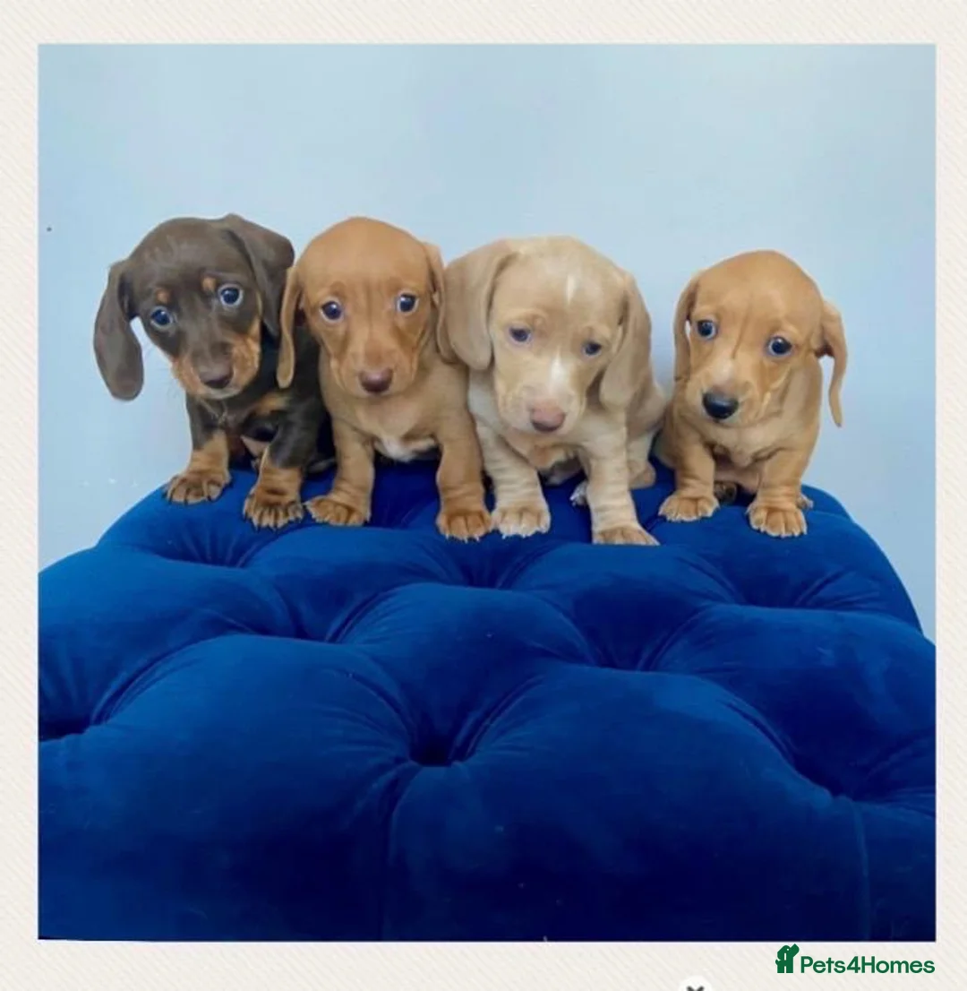 Miniature Dachshund dogs for sale: KC LITTER FROM HEALTH TESTED PARENTS - Advert 1