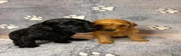 Cockapoo dogs for sale: Beautiful Cockapoo Puppies - litter of 9. in Washington - Advert 2