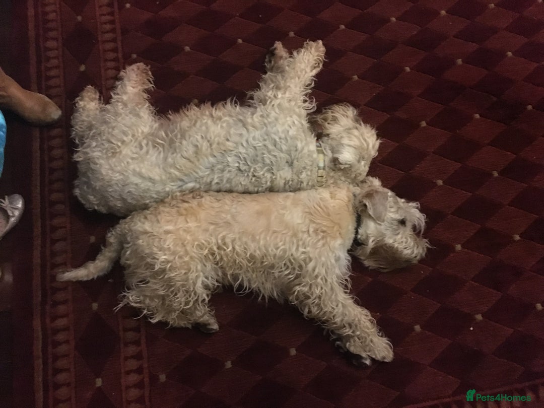 Soft Coated Wheaten Terrier dogs for sale: Beautiful Quality Soft Coated Wheaten Terriers  - Image 15