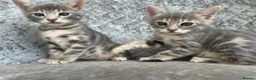 Bengal cats for sale: 💙 Beautiful Blue Bengal Female Kittens TICA Reg - Advert 24