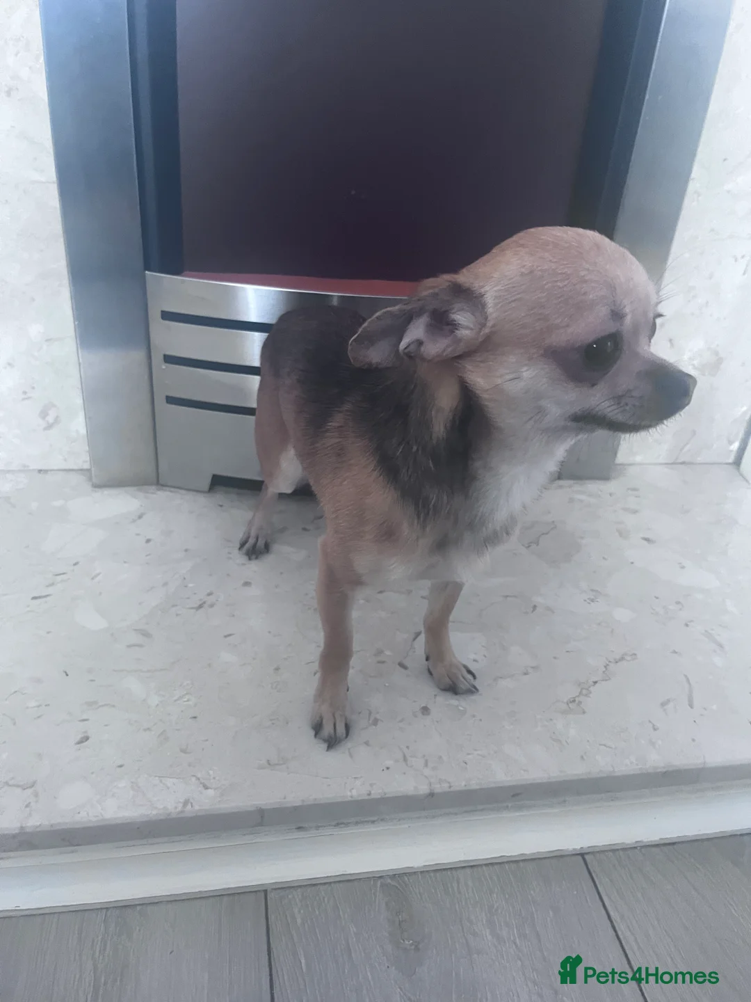 Chihuahua dogs for sale: Chihuahua  - Advert 6