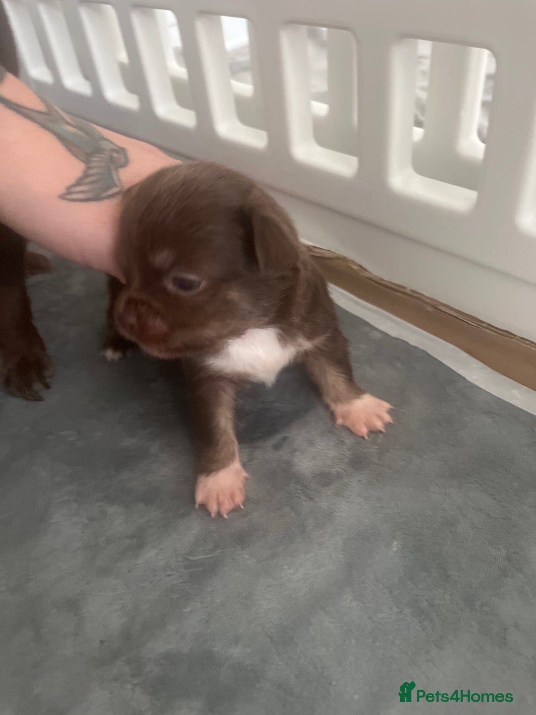 Chihuahua dogs for sale: 2 Male Chihuahuas  - Advert 11