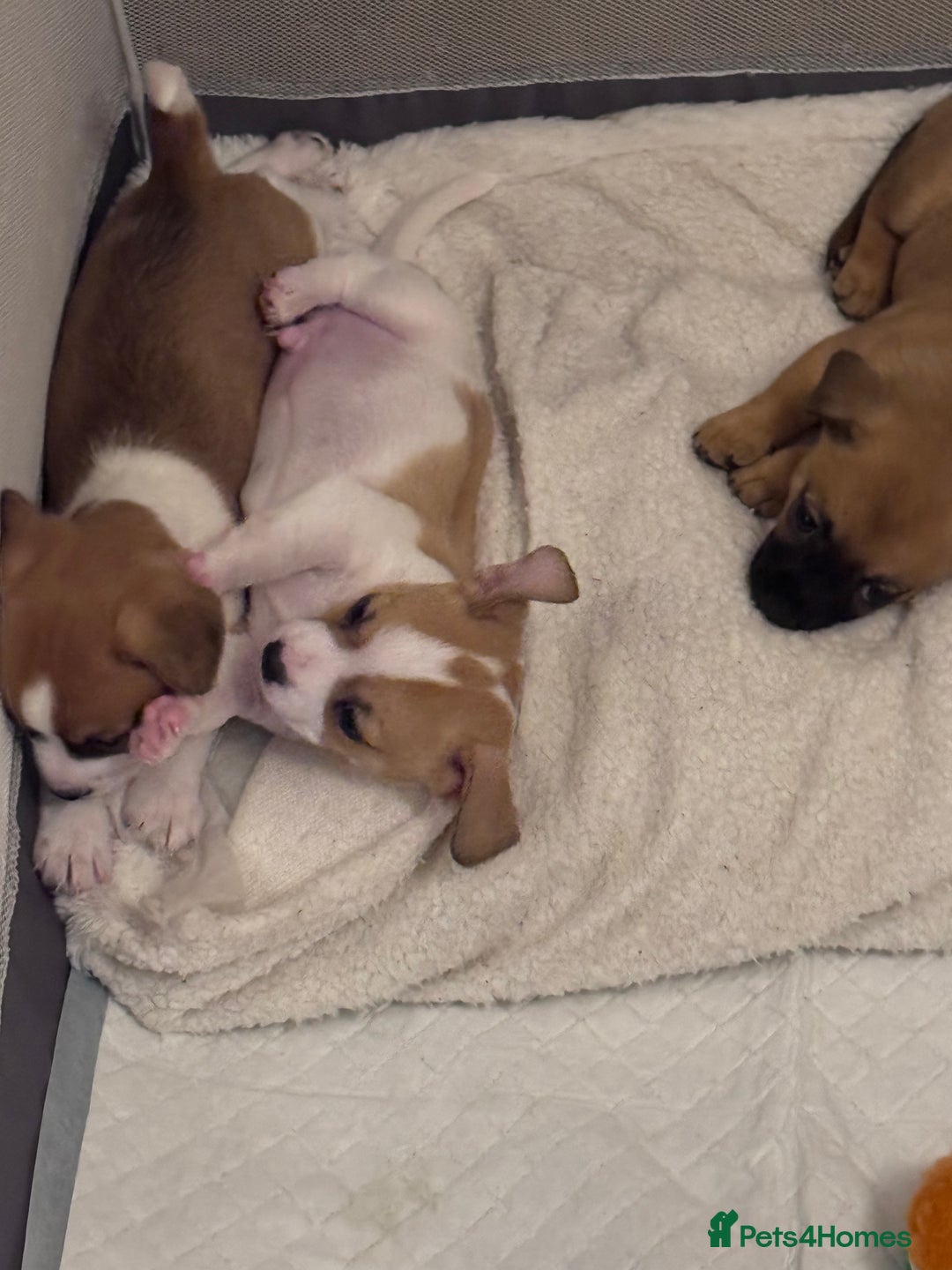 Jack Chi dogs for sale: Jack-chi puppies - Advert 21