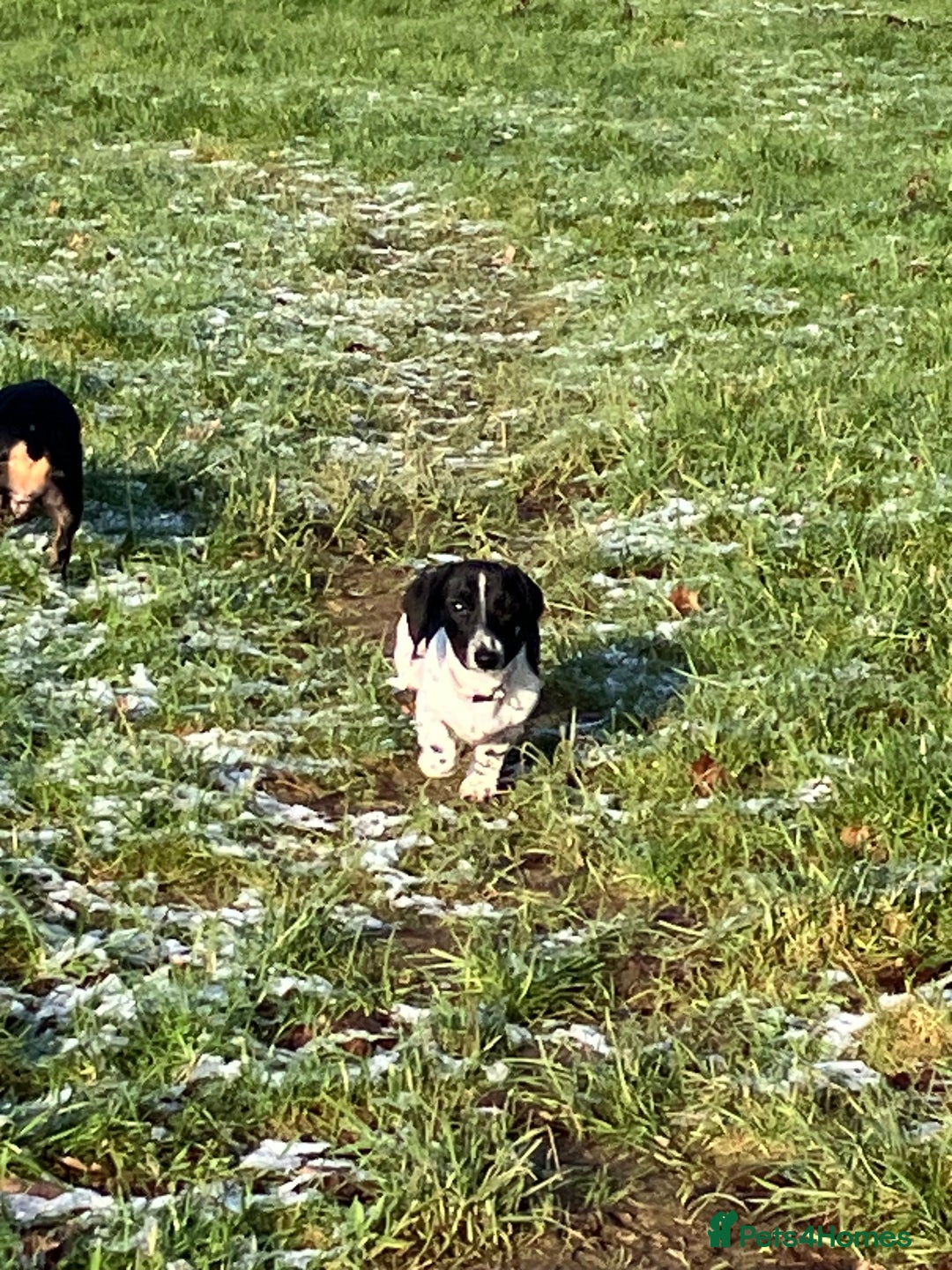 Miniature Dachshund dogs for sale: KC Reg Mini Dachshund  - Advert 7