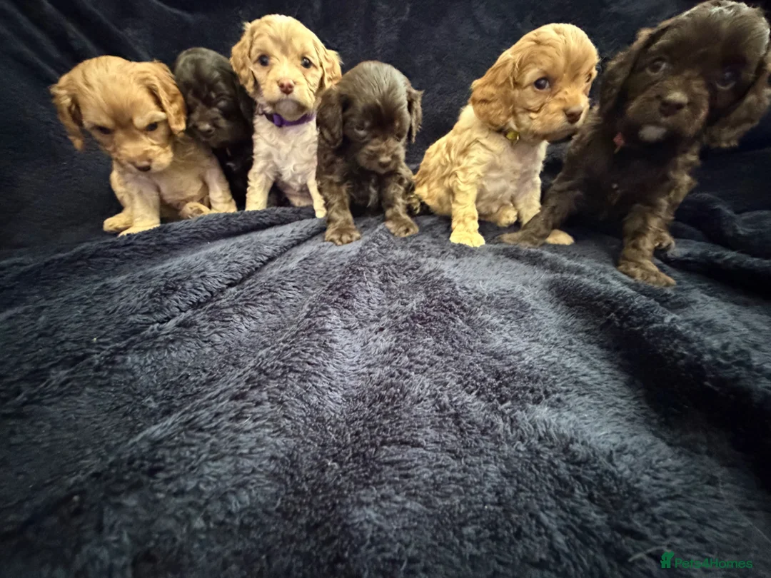 Cavapoo dogs for sale: AMAZING FULLY HEALTH TESTED F1 CAVAPOO PUPS - Advert 1