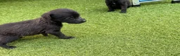 Mixed Breed dogs for sale: Bedlington whippet in Bradford - Advert 31
