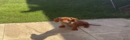Miniature Dachshund dogs for sale: Prince in Witney - Advert 3