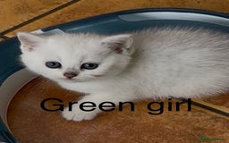 British Shorthair cats for sale: BSH Black Tipped GCCF Reg Kittens - Image 28