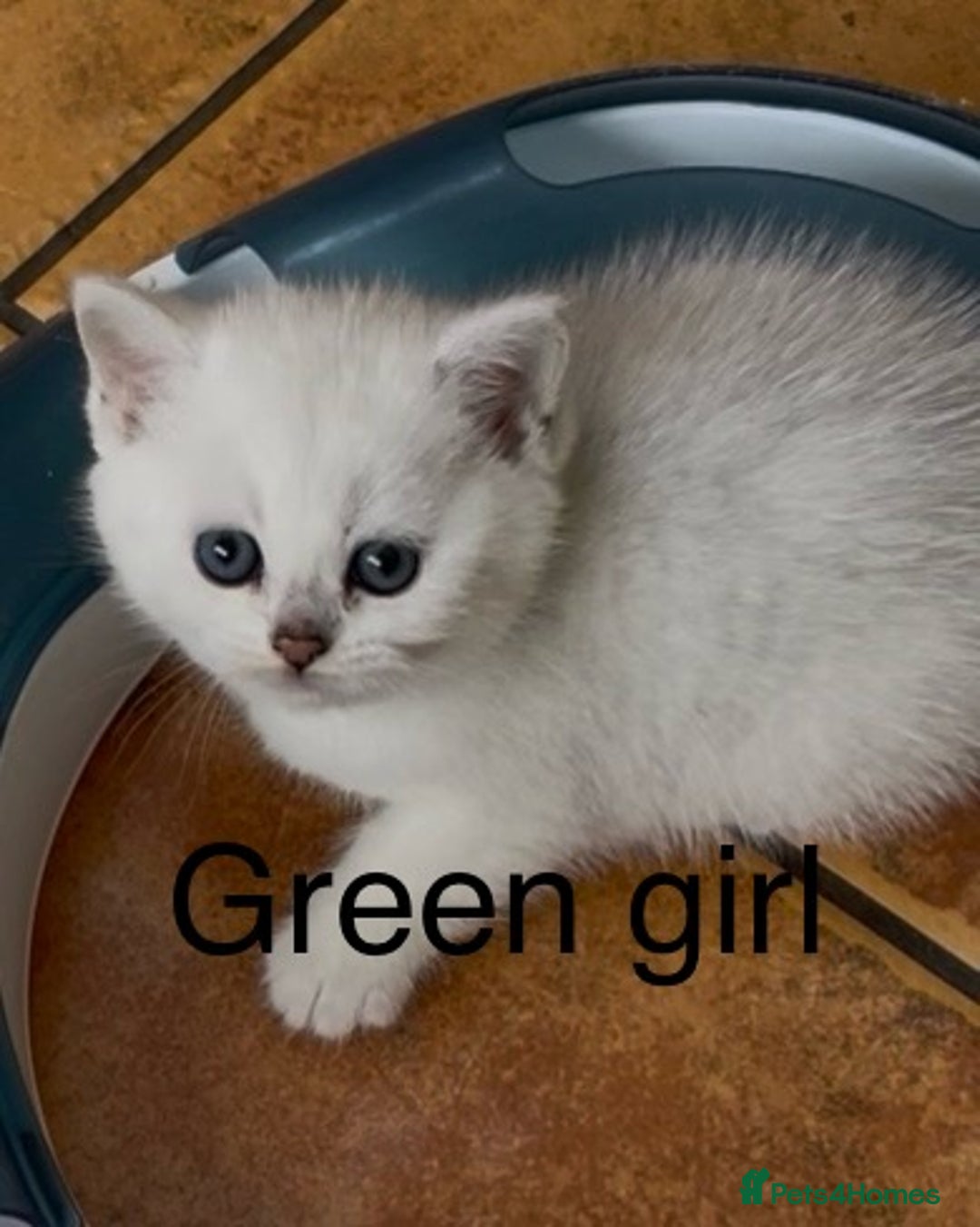 British Shorthair cats for sale: BSH Black Tipped GCCF Reg Kittens - Image 28