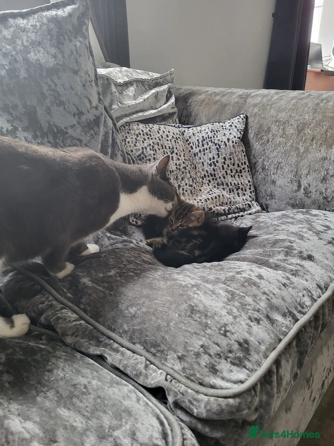 Mixed Breed cats for sale: 3 beautiful kittens looking for there new home - Advert 11