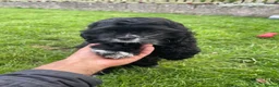 American Cocker Spaniel dogs for sale: American cocker spaniel -Now vaccinated!  - Advert 5