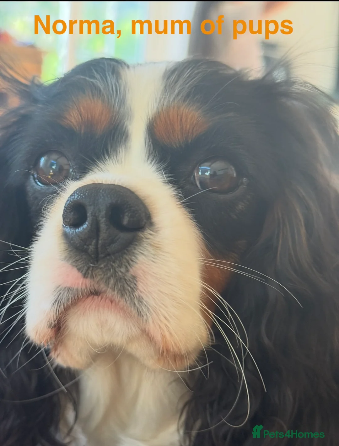 Cavalier King Charles Spaniel dogs for sale: Puppies en route Cavalier King Charles Spaniel - Advert 1