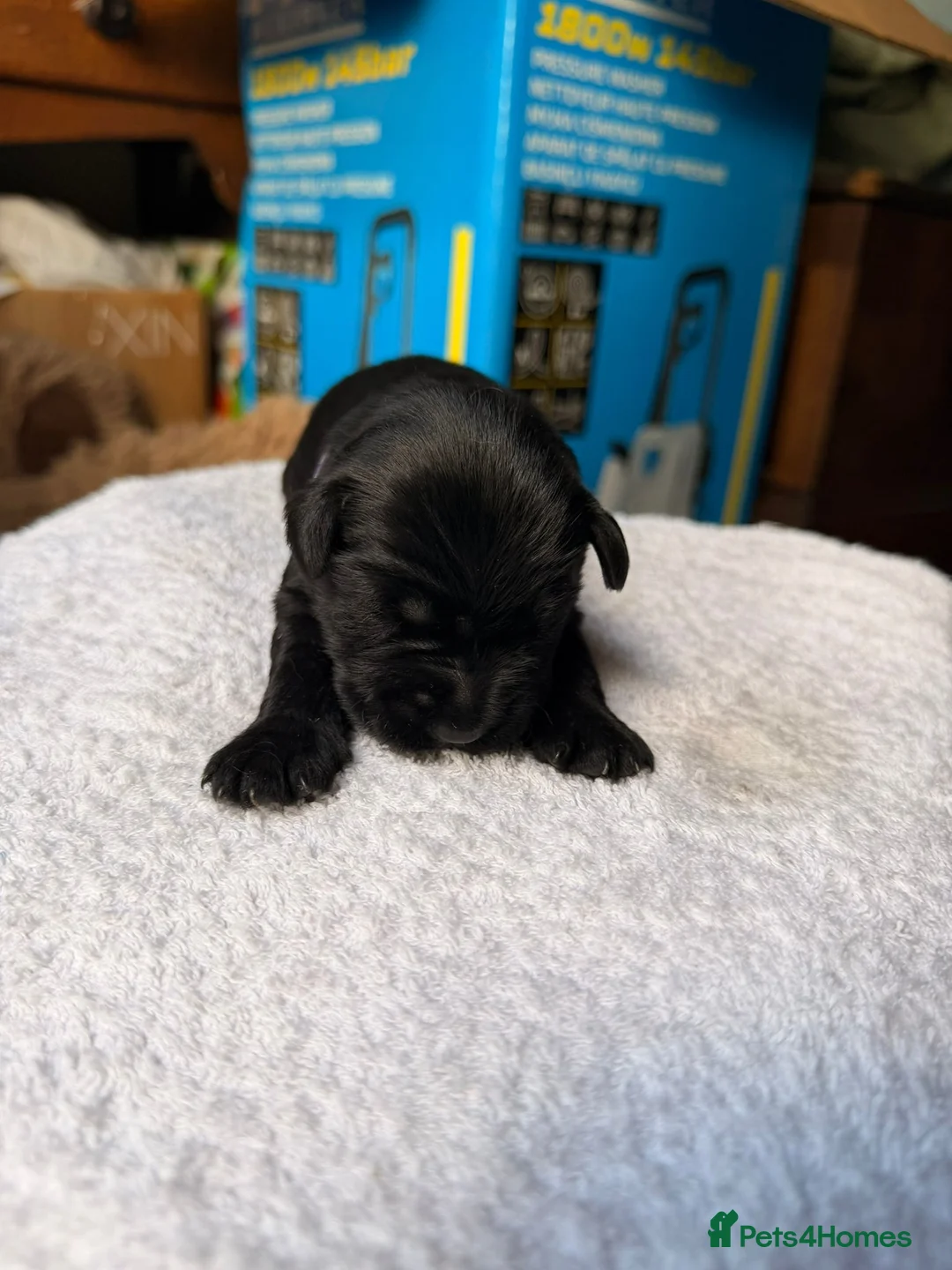 Miniature Schnauzer dogs for sale: 5 dogs, 2 bitches, KC registered  in Swansea - Advert 31