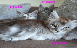 Maine Coon cats for sale: Rare Pure Breed Mainecoons - Image 11