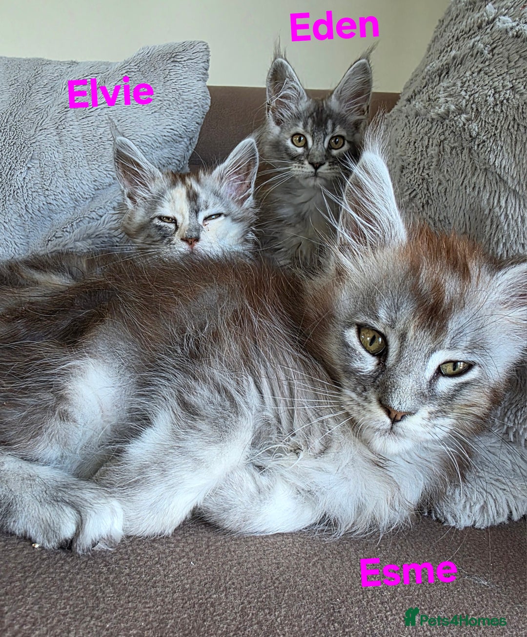 Maine Coon cats for sale: Rare Pure Breed Mainecoons - Image 11