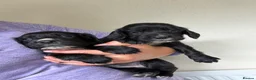 Cocker Spaniel dogs for sale: Working bred cocker spaniel pups  - Advert 3