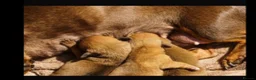 Dachshund dogs for sale: Beautiful piebald dachshund  - Advert 4