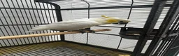 Parrots birds for sale: Baby beautiful crested cockatoo perfect tame  in London - Advert 2