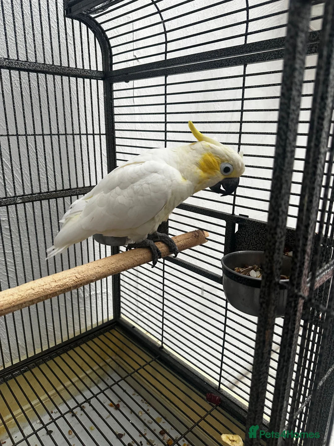 Parrots birds for sale: Baby beautiful crested cockatoo perfect tame  in London - Advert 2