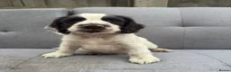 Cocker Spaniel dogs for sale: Cocker Spaniel puppies for sale - Advert 3