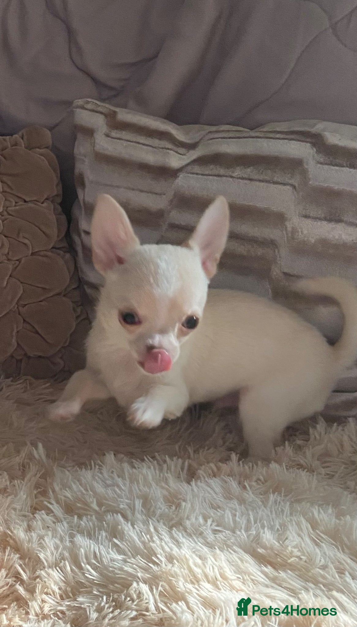 Chihuahua dogs Chihuahua puppies ready now - Advert 2