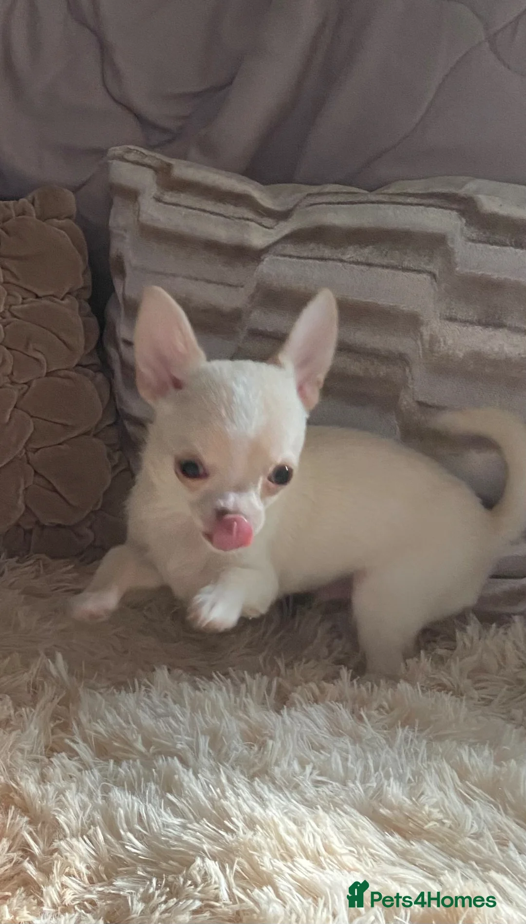 Chihuahua dogs for sale: Chihuahua puppies ready now - Advert 2