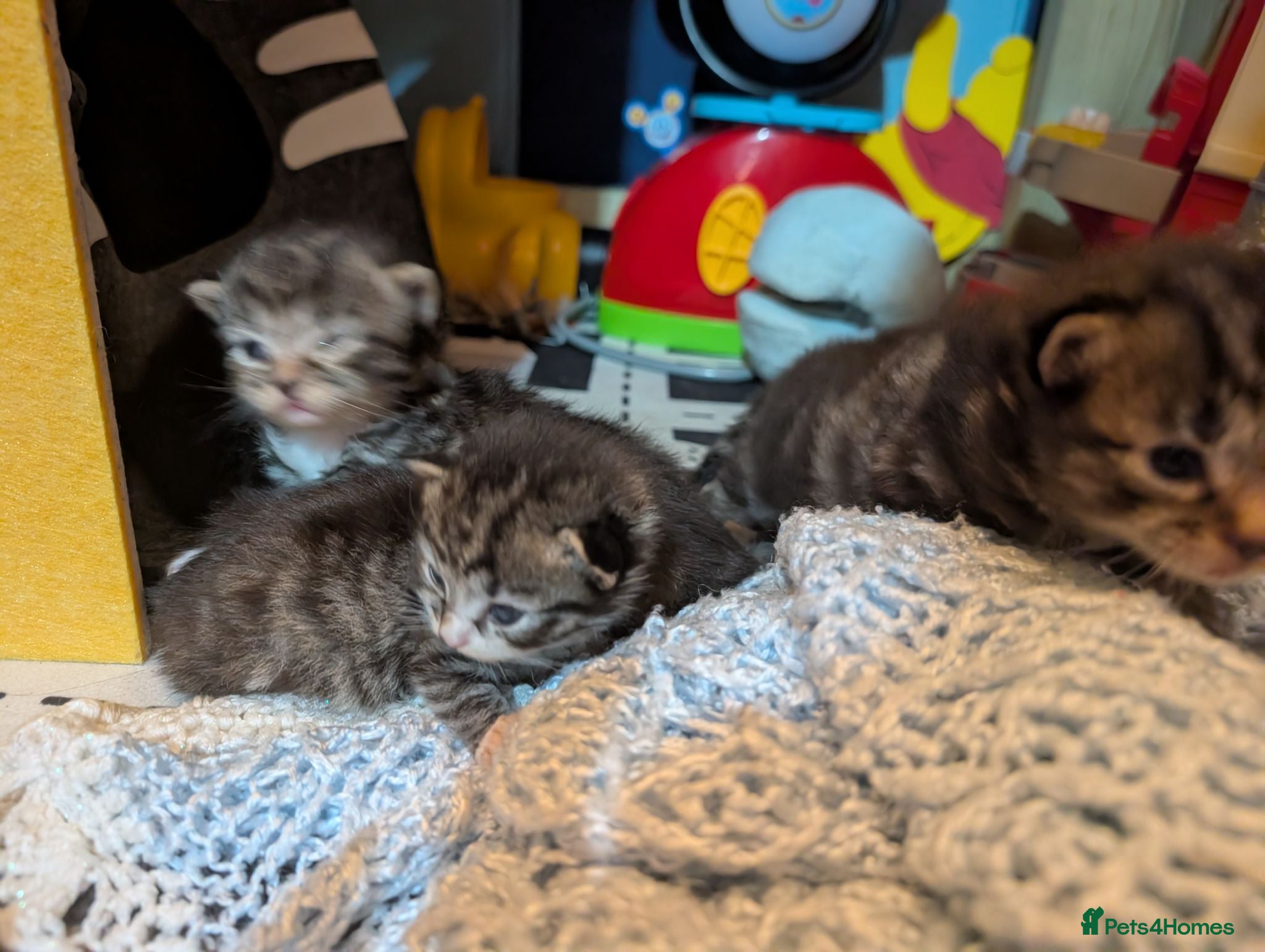 Mixed Breed cats Kittens for sale  - Advert 14