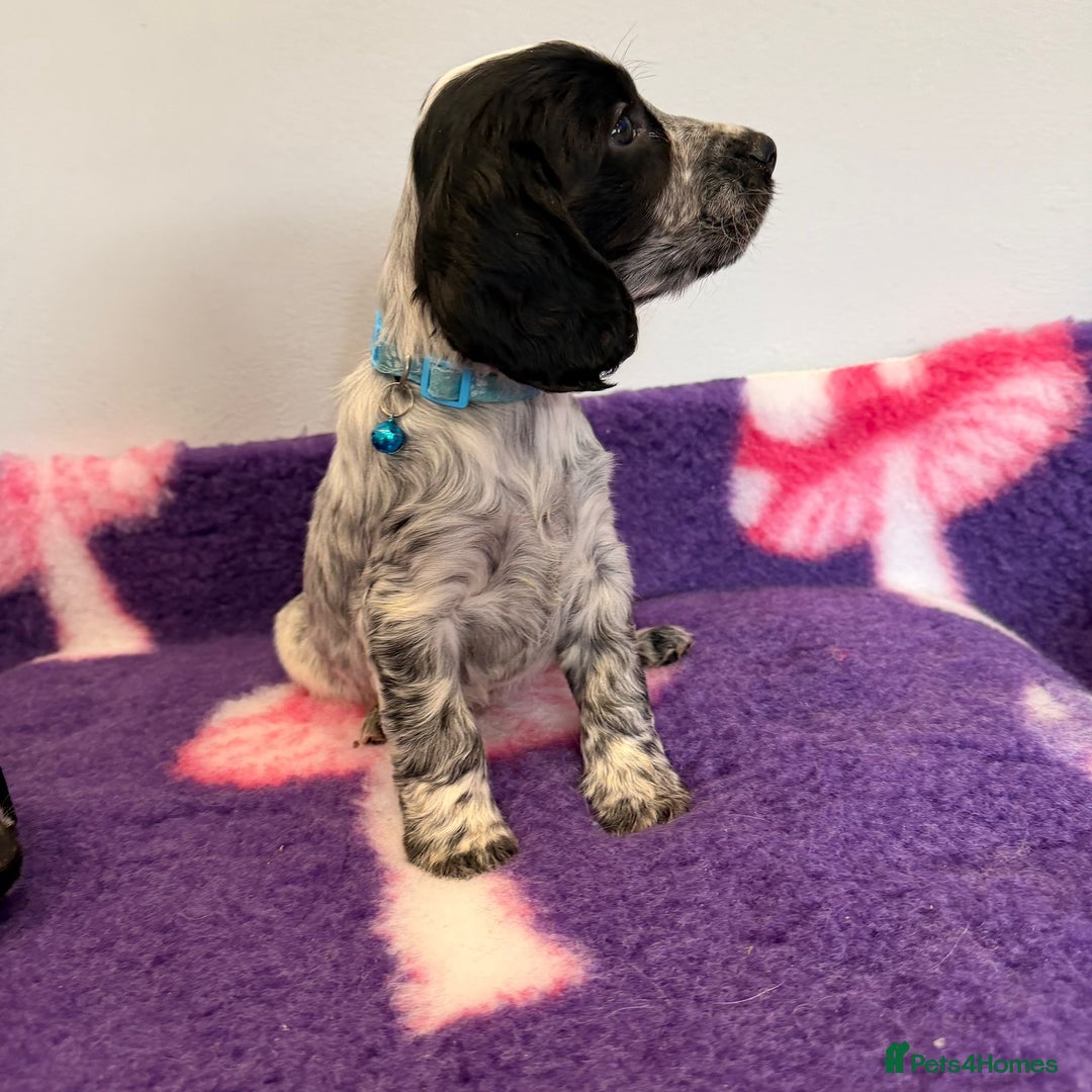 Cocker Spaniel dogs for sale: Stunning cocker spaniel pups  - Advert 25