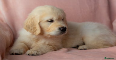Golden Retriever dogs - Advert 10