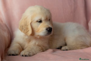 Golden Retriever dogs - Advert 6