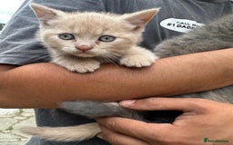 British Shorthair cats for sale: X BSH kittens - Image 22