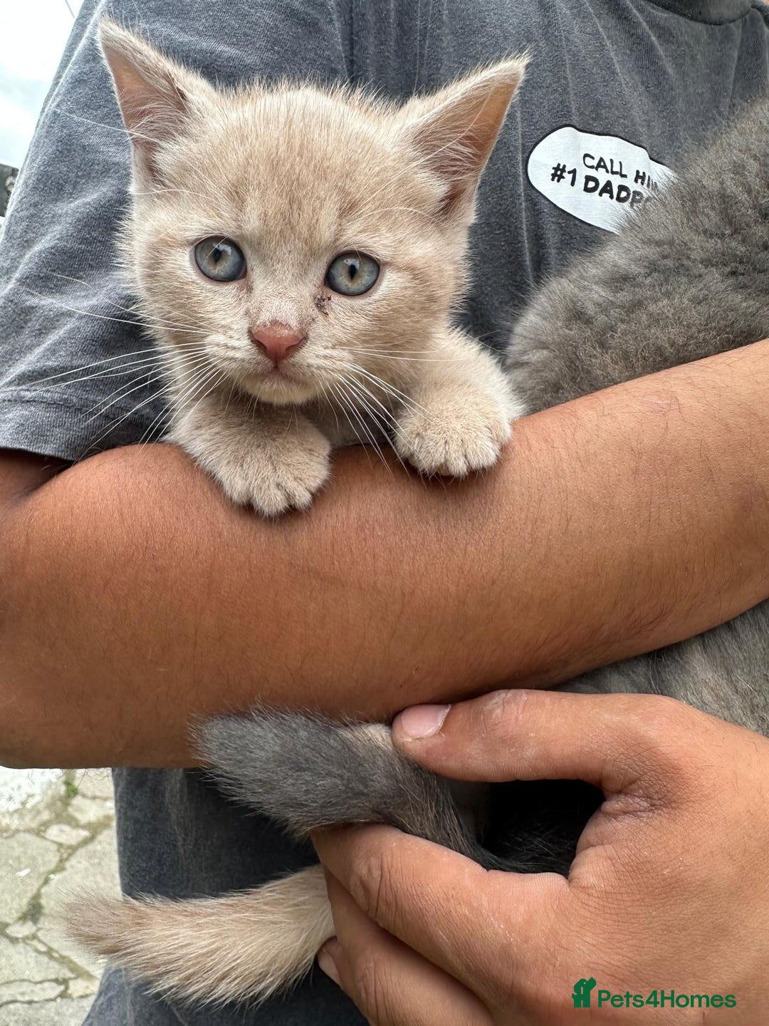 British Shorthair cats for sale: X BSH kittens - Image 22