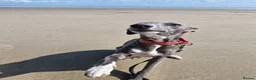 Whippet dogs for sale: Wonderful KC registered whippet puppies - Advert 18