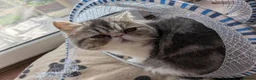 Exotic cats for sale: Beautiful Exotic Boy - Advert 4
