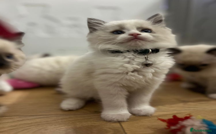 Ragdoll cats - Advert 13