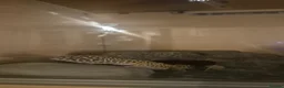 Leopard Gecko reptiles for sale: 2 year old  female leopard gecko with full setup  - Advert 10