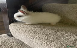 Dwarf Lop rabbits for sale: Dwraf Buinnes for Sale  - Advert 1