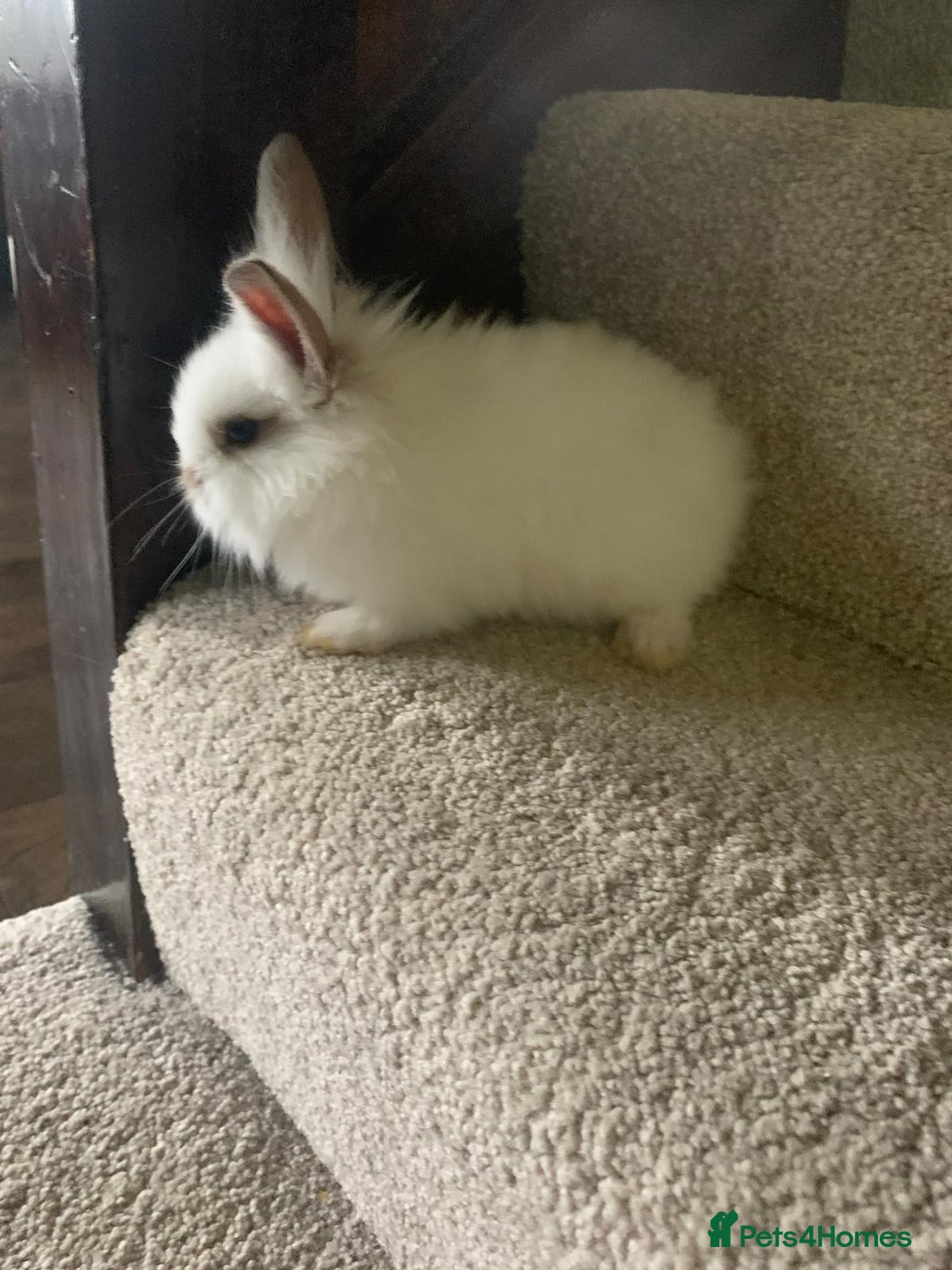 Dwarf Lop rabbits for sale: Dwraf Buinnes for Sale  - Advert 1