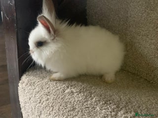 Dwarf Lop rabbits Dwraf Buinnes for Sale - Advert 2